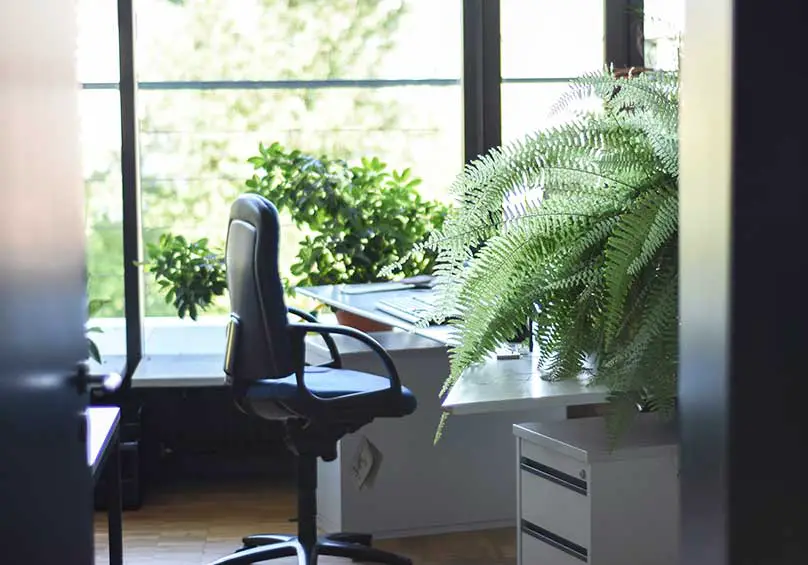 home office desk with bi plants.