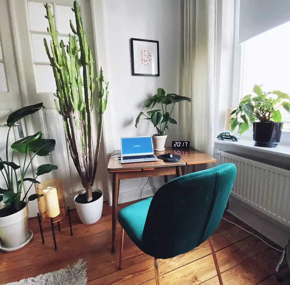 Desk and greenery on the floor.