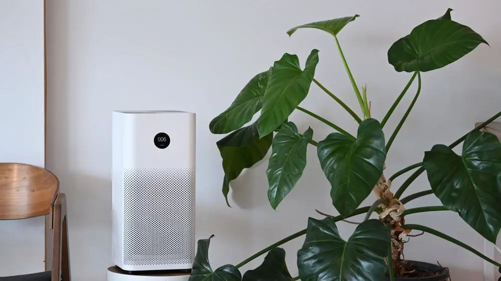 Indoor plants and air purifiers