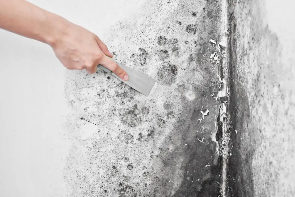 water damage in room: mold